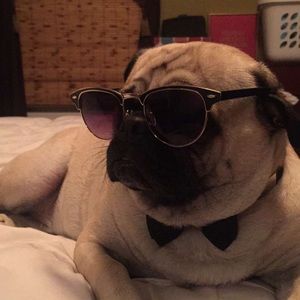 Meet your Posher, Casey